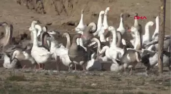 Erzurum Emekli Olunca Kaz Çiftliği Kurdular