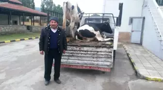 Çine'de Çalınan Hayvanlar Jandarma Tarafından Bulundu