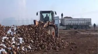 Kahramanmaraş'ta Şeker Pancarı Alımı Başladı