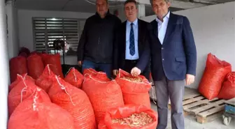 Geçen Yıl Çöpe Giden Arpacık Soğanı Bu Sene 7 Liradan Satılıyor