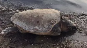 İzmir'de Ölü Caretta Caretta Bulundu