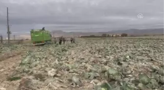 Lahana Çiftçinin Yüzünü Güldürdü