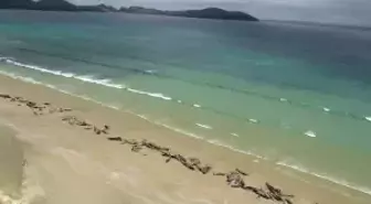 Yeni Zelanda'da Sahile Vuran 150'ye Yakın Balina Öldü