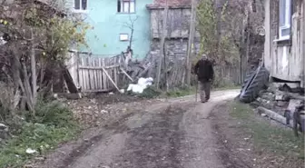 Ali Dede' Yeni Evinde Kedileriyle Mutlu