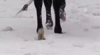 Cirit Atlarının Kar Üstündeki Dansı Başladı - Kars