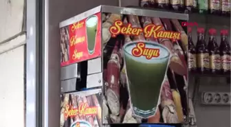 Adana 'Şeker Kamışı' Kültürü Adana'da Yaşatılıyor