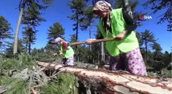 Elleri Nasırlı Anadolu Kadını Ekmeğini Ormandan Çıkarıyor