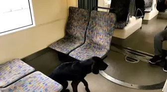 Eskişehir'de Tramvaya Binen Sokak Köpeği İlgi Odağı Oldu