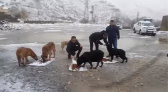 Hakkari'de Sokak Hayvanlarına Yem Bırakıldı