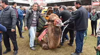 Kumluca'da Develere Havut Giydirme Töreni