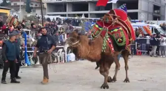 Milas'ta Deve Güreşi Festivali