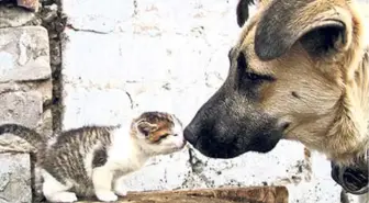 Sokak Hayvanları Sahipsiz Değil!