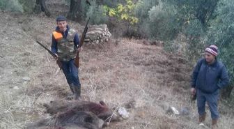 Aydın'da Avcılar Domuzla Mücadele Sezonu Başlatıldı
