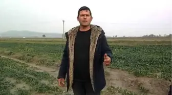 Ispanak Tarlada Kaldı