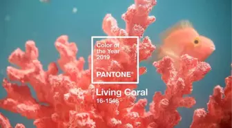 2019 Yılının Pantone Rengi Belli Oldu!