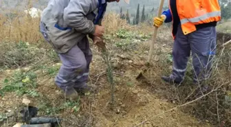 300 Adet Selvi Fidanı Toprakla Buluştu