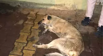 Sokak Köpekleri Telef Oldu