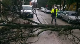 Devrilen Ağaç Yolu Trafiğe Kapattı