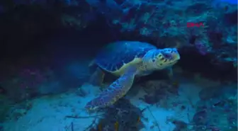 Antalya Misinaya Takılan Caretta Caretta Ölümden Kurtarıldı