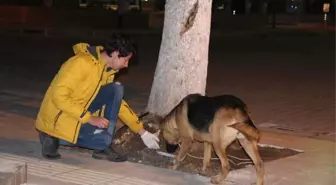 Gençler Sokak Hayvanlarına Düzenli Mama Dağıtıyor