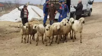 Yozgat'ta Küçükbaş Hayvan Hırsızları Tutuklandı