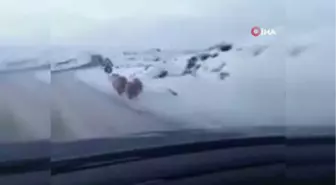Ayılar Yiyecek Bulmak İçin Karayoluna İndi