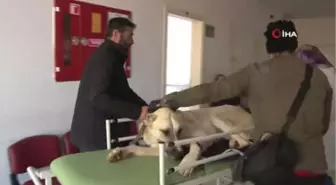 Belgemiz Var Avlanıyoruz' Dediler, Kangal Köpeği Vurarak Yürüyemez Hale Getirdiler
