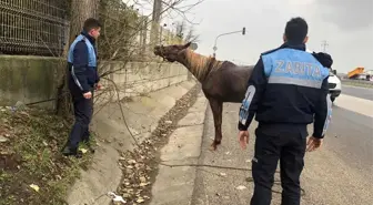 Ergene'den Kısa Kısa
