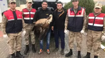 Jandarmanın Yaralı Halde Bulduğu Kızıl Akbaba, Tedaviye Alındı