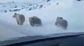 Yiyecek Arayan Ayılar Karayoluna İndi