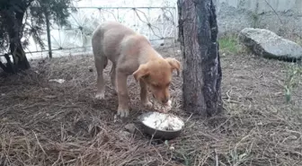 Can Dostları Unutmadılar