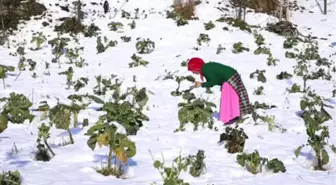 Karadeniz Kadınları, Aa'nın 'Yılın Fotoğrafları'Oylamasına Katıldı