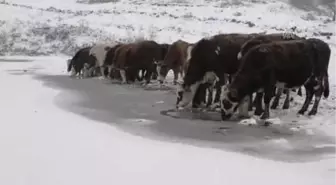 Aktaş Gölü'nün Yüzeyi Buz Tuttu