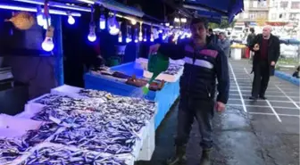 Karadeniz'de Hamsi Bolluğu