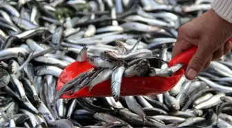 Karadeniz'de Hamsi Bolluğu Yaşanıyor! Fiyatı 5 Liranın Altına Düşebilir