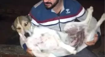 Kokoreççi, Sokak Köpeklerini Ninni Söyleyerek Uyutuyor