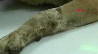 Adana Sokak Köpekleri Pompalı Tüfekle Vuruldu