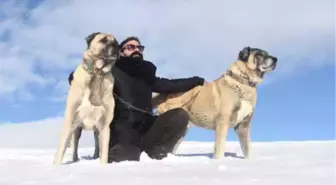 Kangal Köpekleri En Çok Kışı Seviyor