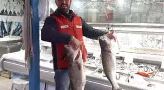 Oltayla Yakaladığı Levrekler Yüzünü Güldürdü