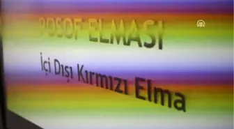 Posof'un 'İçi Dışı Kırmızı' Elması Tescillendi