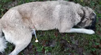 Sarıyer'de Koyunları Çalmak İçin 8 Köpeği Zehirlediler