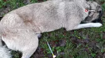 Sarıyer'de Koyunları Çalmak İçin 8 Köpeği Zehirlediler
