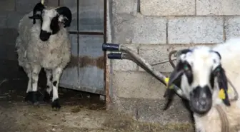 Antalya'da Gizemli Koyun Katliamı Bu Kez Ucuz Atlatıldı