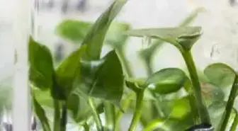 Genetiği Değiştirilen Sarmaşık Evdeki Kanserojen Maddeleri Temizliyor