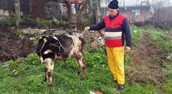 Çalıntı İhbarı Yapılan Buzağı Sahibine Teslim Edildi