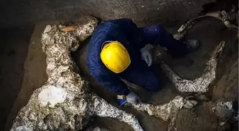 Pompeii'de Taşlaşmış At Bulundu