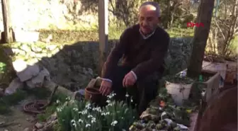 Antalya Akseki'de Baharın Müjdecisi Kardelenler Erken Çiçek Açtı