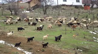 Çobanların Zorlu Kış Mesaisi Başlıyor