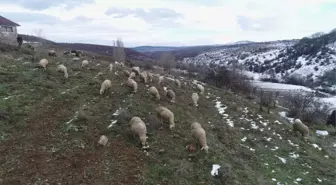 Hayvan Yetiştiricileri Zorlu Kış Mesailerine Başlıyor