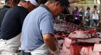 Japonya Balina Avcılığına Neden Hâlâ Devam Ediyor?